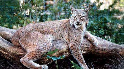 Rescue of the Lynx 2025