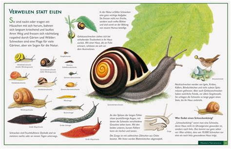 Memoiren einer Schnecke 2025